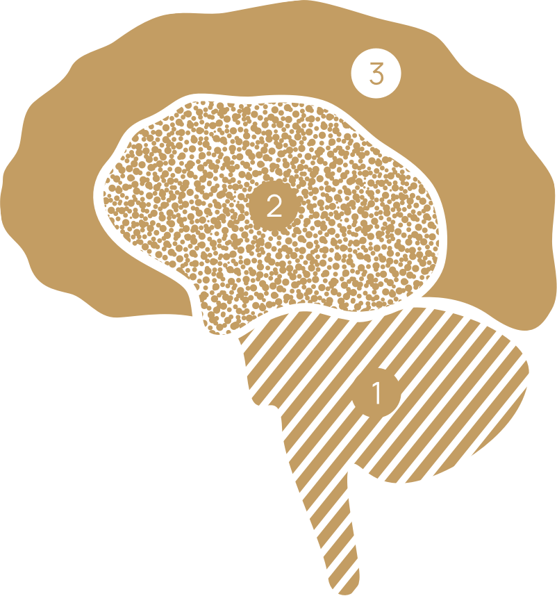 3 parties du cerveau en neurosciences
